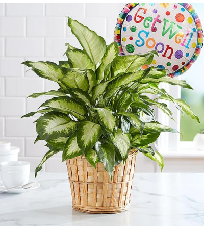 Get Well Green Plant With Balloon Get Well Green Plant With Balloon