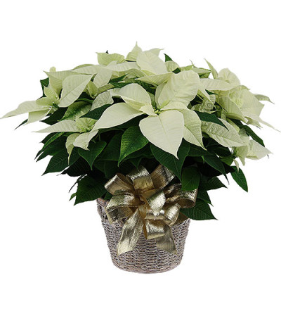 Large White Winter Poinsettia with Christmas greens Large White Winter Poinsettia with Christmas greens