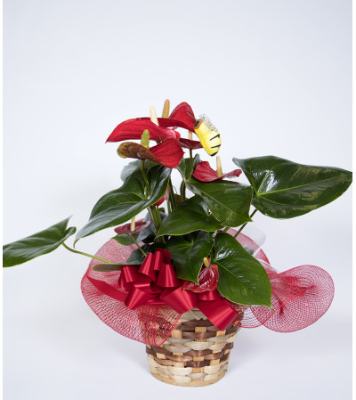 Decorative Anthurium Plant Decorative Anthurium Plant