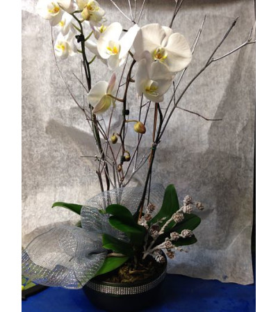 Orchid Plant Orchid Plant