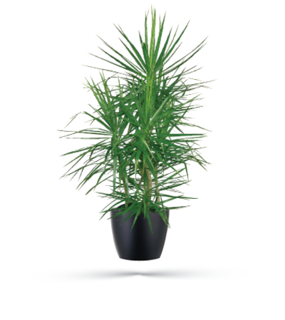 Marginata Plant Marginata Plant