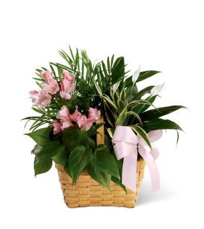 The FTD® Living Spirit™ Dishgarden The FTD® Living Spirit™ Dishgarden