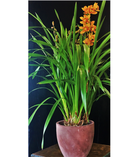 Striking Cymbidium Orchid