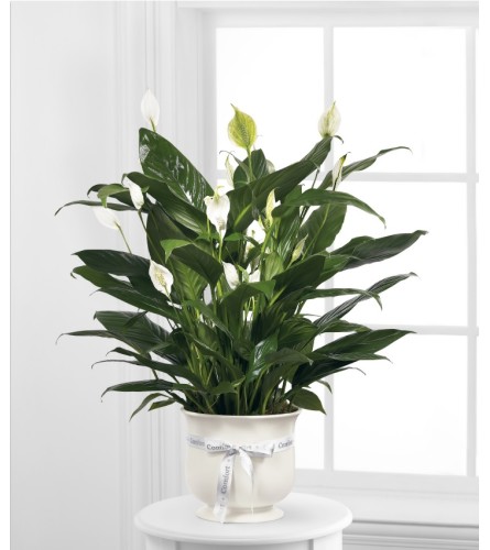 FTD comfort Planter