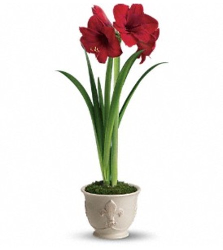 Merry Amaryllis