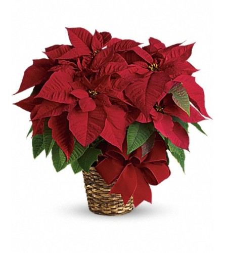 FESTIVE RED POINSETTIA