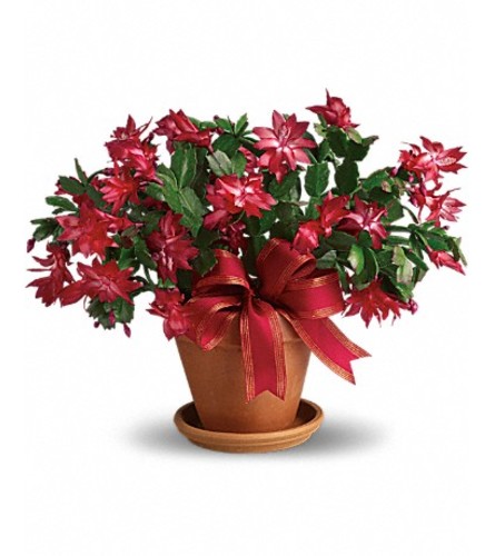 CHRISTMAS CACTUS