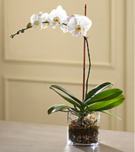 WHITE ORCHID PLANT