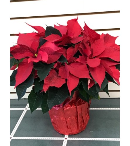 Christmas Traditions