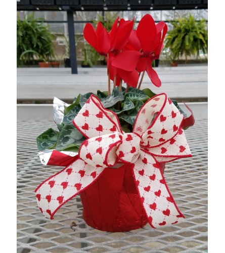 Cyclamen Love