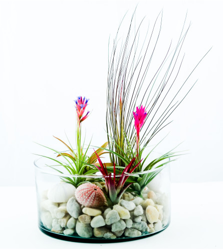 Tillandsia Terrarium
