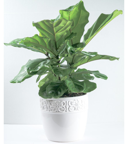 Ficus Lyrata (fiddle leaf-fig)