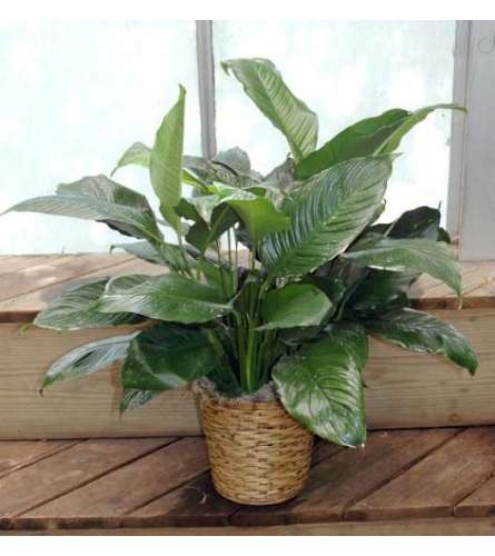 Elegant Spathiphyllum