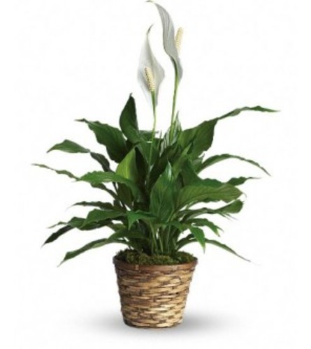 Elegant Spathiphyllum