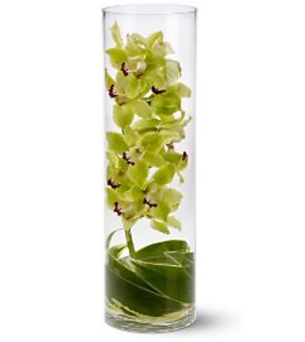 Stunning Cymbedium Orchid Vase