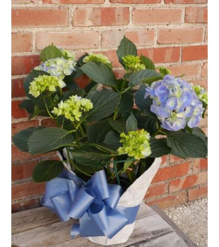 Blue Hydrangea