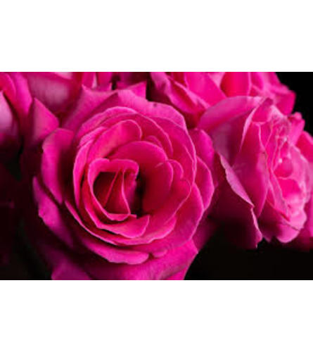 1 Dozen Hot Pink Long Stemmed Roses