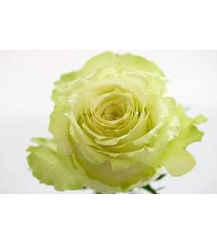 1 Dozen Green Lemonade Roses