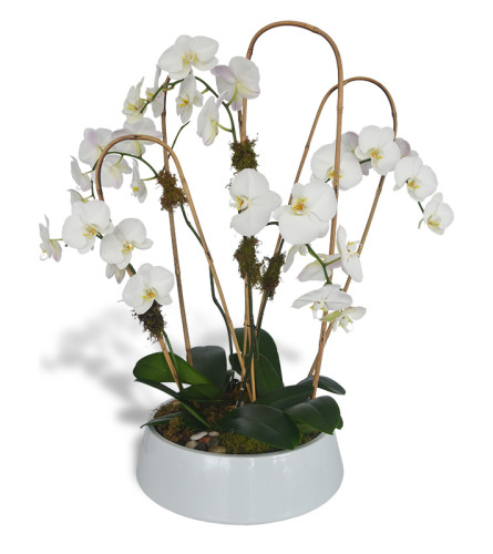 Five Phalaenopsis Orchids