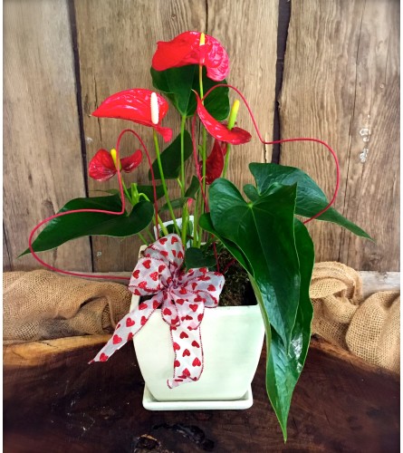 Anthurium Plant