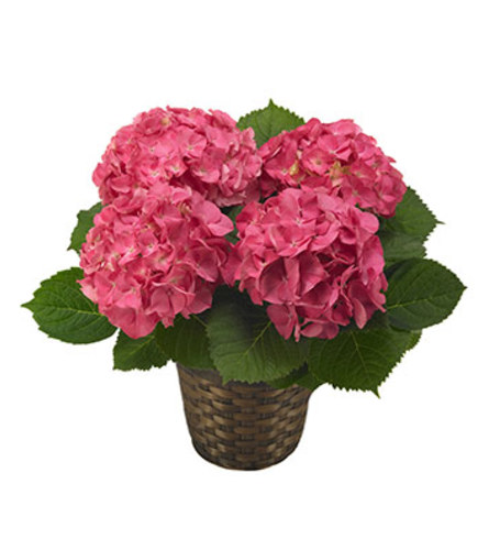 Hydrangea. An arrangement by Clemmons Florist Inc..