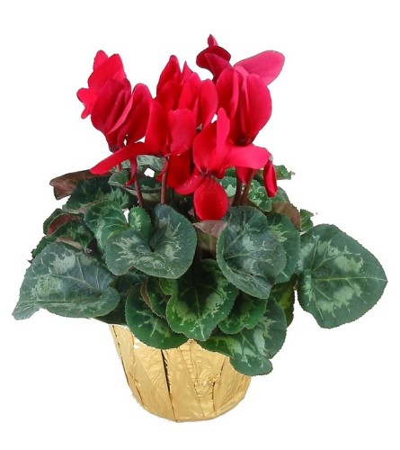 Cyclamen