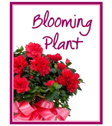 Blooming Plant from our Greenhouse