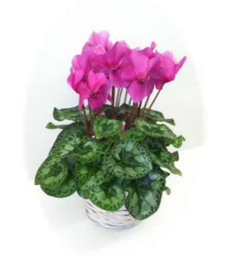 Pink Cyclamen