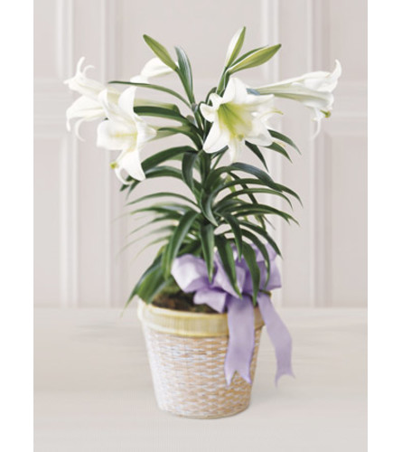 Single Stem Easter lily
