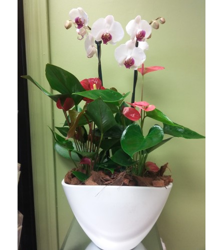 Large Orchid / Anthurium Planter