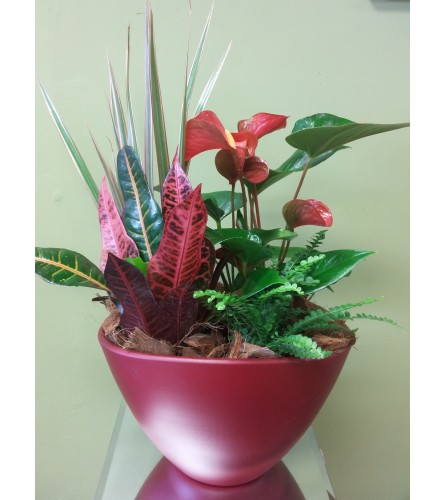 Large Anthurium Planter