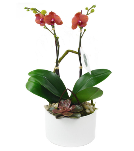Mini Orange Orchid