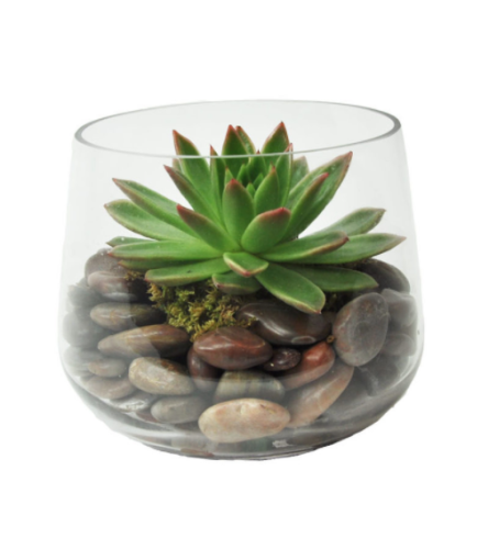 Modern Single Succulent