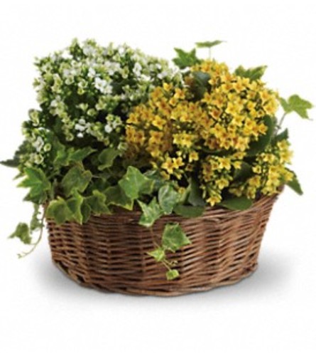 Basket of Joy