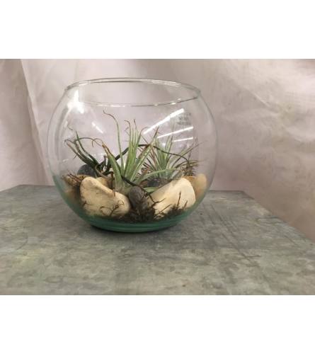 Tillandsia Bowl