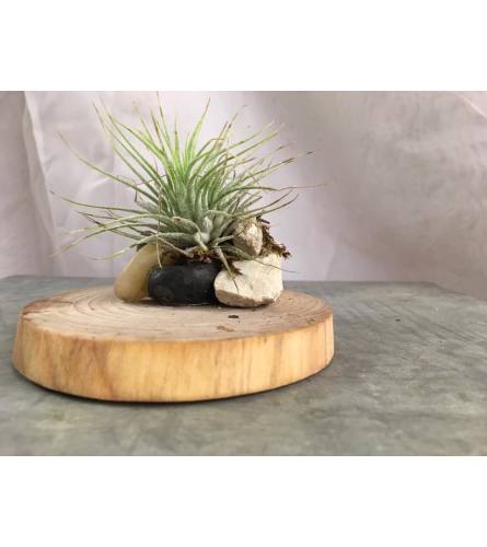 Tillandsia and Wood