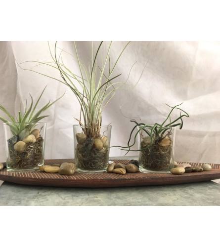 Tillandsia Tray