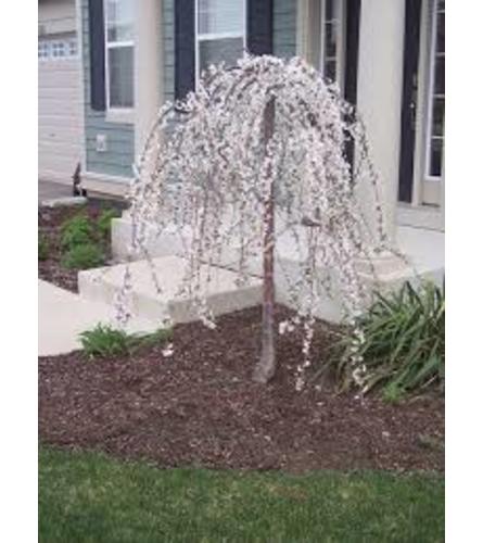 Snow Fountain Cherry tree