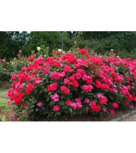 Knock Out Rose Bush