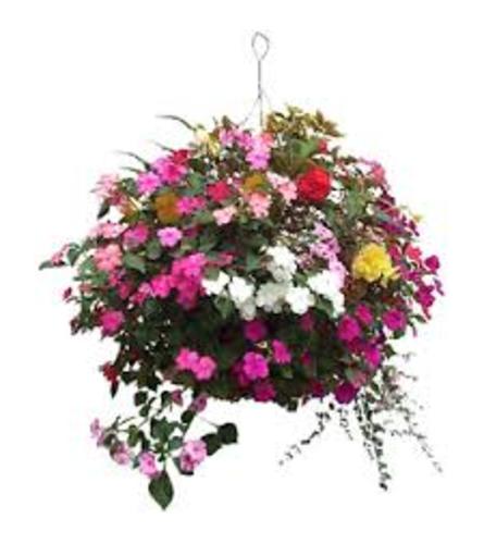 flowering Hanging Basket