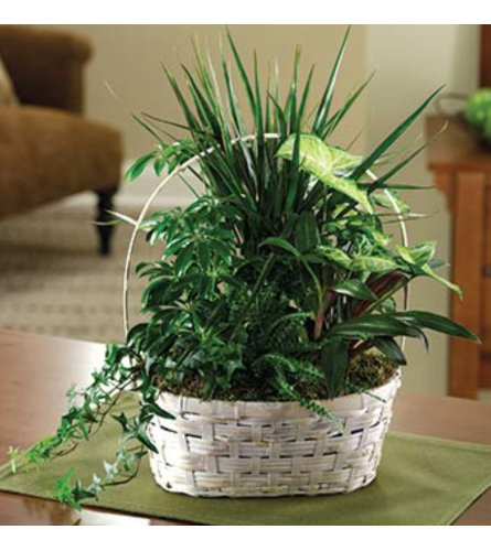 Peaceful Green Plant Basket