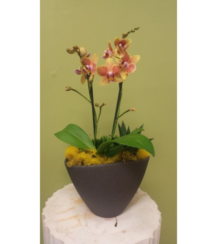 Small Orchid Planter w/Succulent