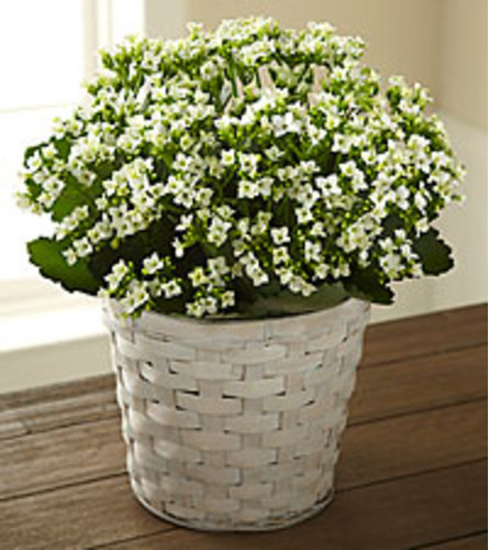 White Kalanchoe