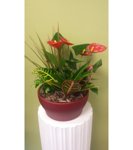 Large Anthurium Planter