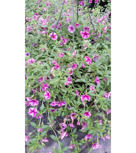 Hanging Basket of Annuals