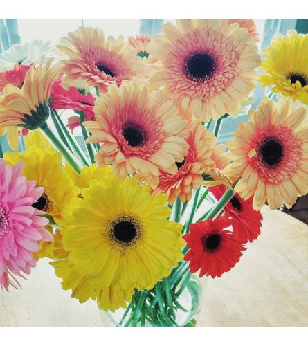 Simply Gerbera Daisies