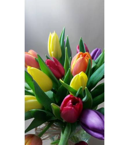 Spring Tulips