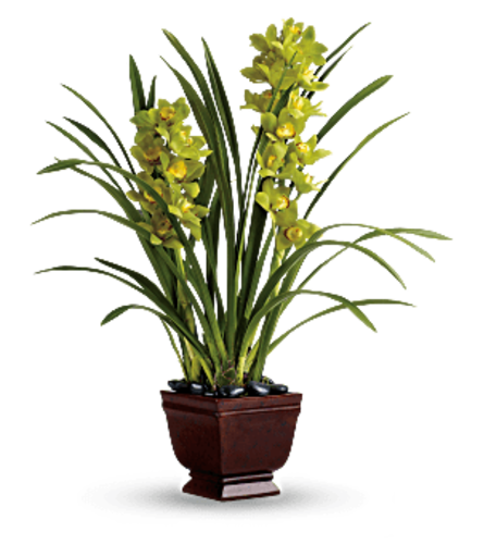 Orchid Splendor