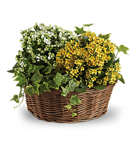 Basket of Living