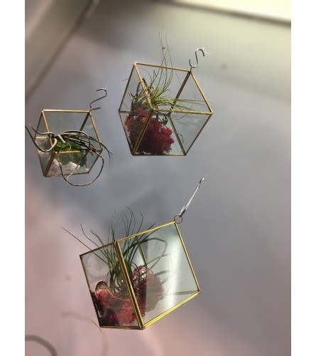 Gold terrarium with a large Air Plant